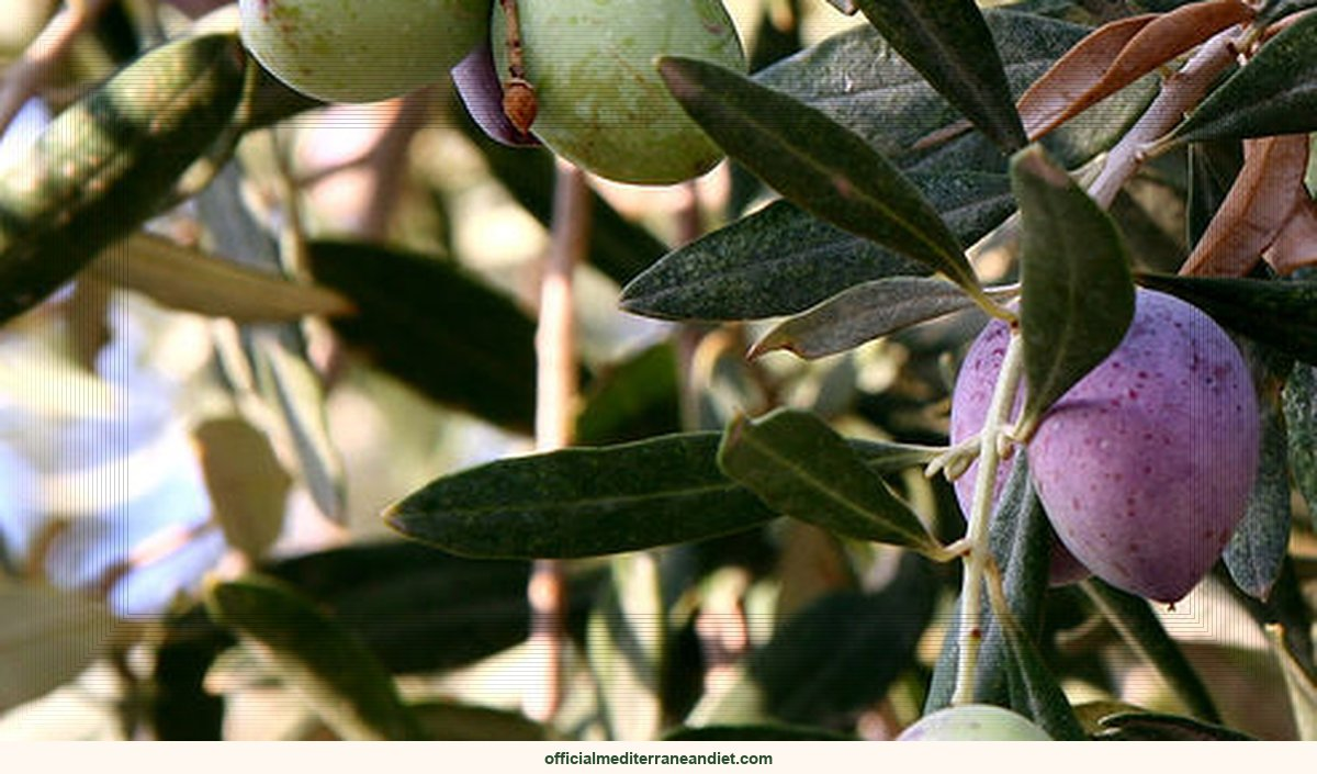 Diabetes? Not With Olive Oil! Crete’s Secret Cut Risk 40%