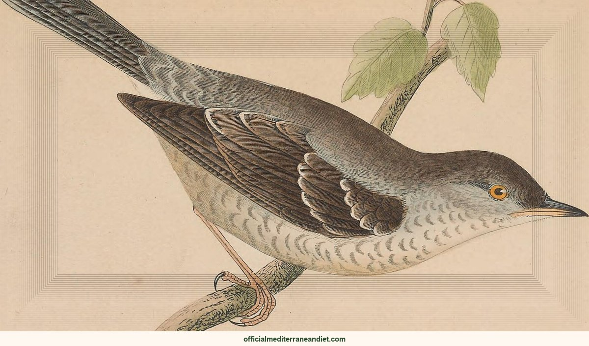Mediterranean diet in Tuscany, Mediterranean diet: A history of the birds of Europe, not observed in the British Isles (1859)