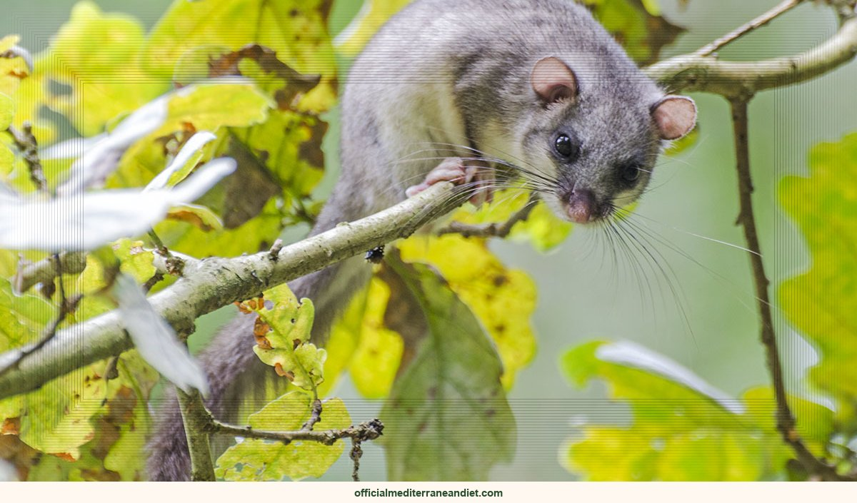 Telomeres in Crete, Mediterranean diet: European edible dormouse